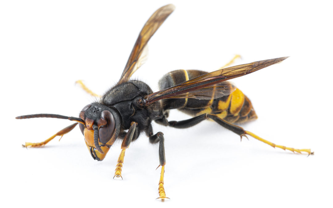 Frelon asiatique et recherche de nids