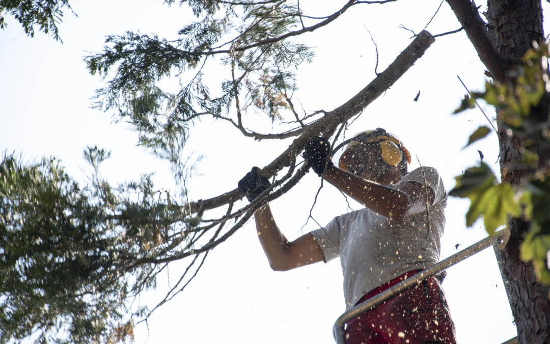 Élagage sur le parking de la gare