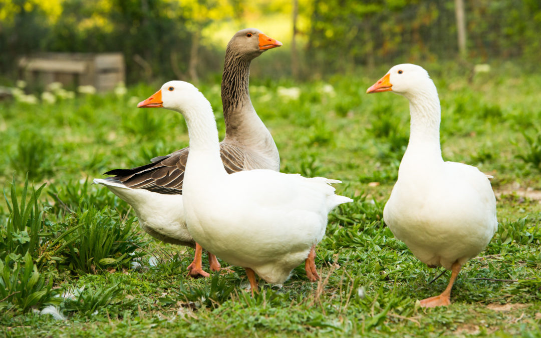 Lutte contre l’influenza aviaire